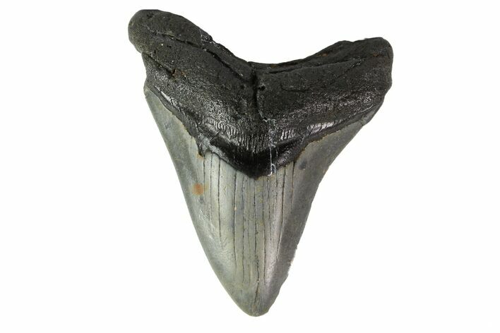 Fossil Megalodon Tooth - North Carolina #152986
